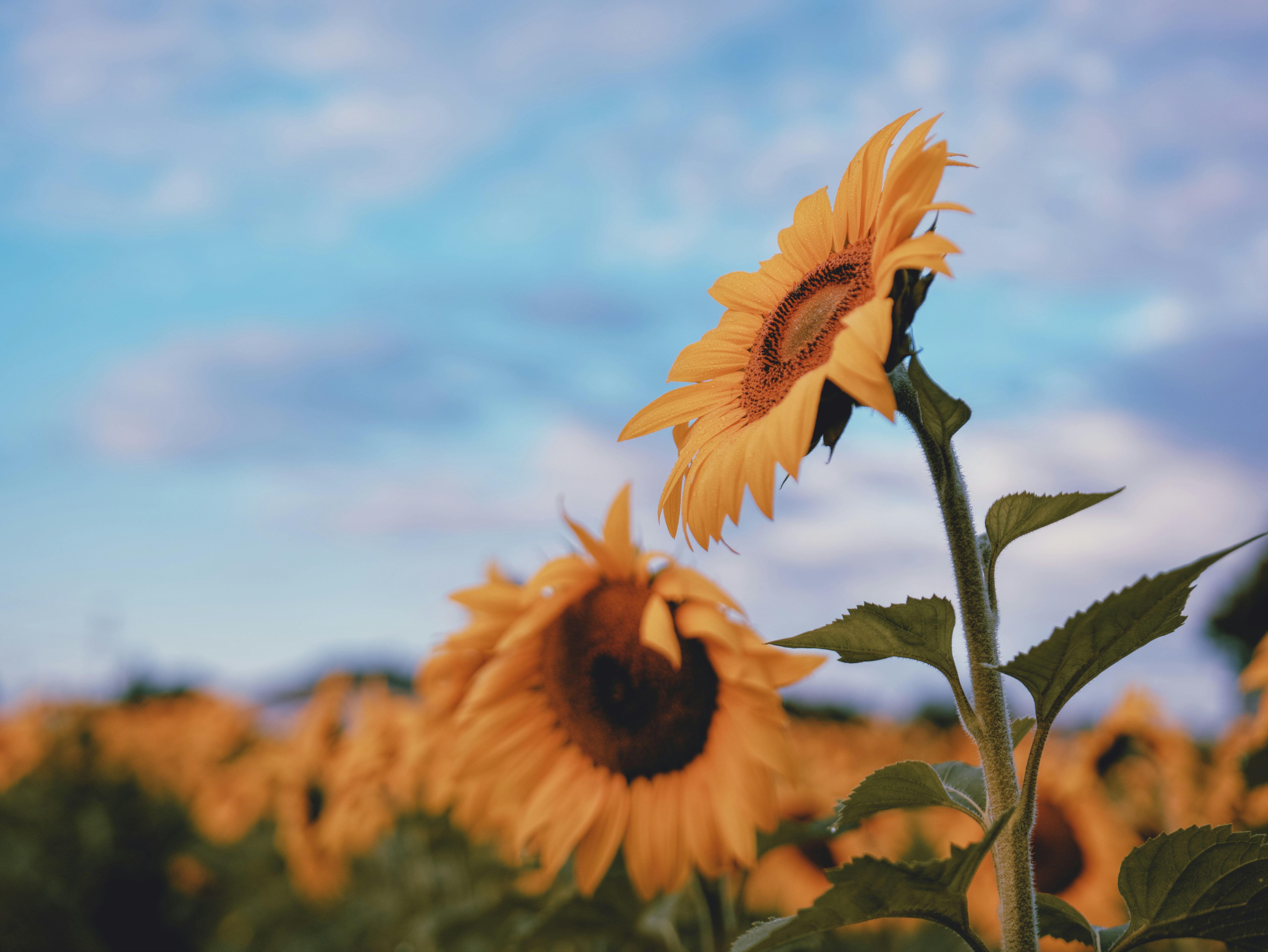 a field of sunflowers with a blue sky in the background