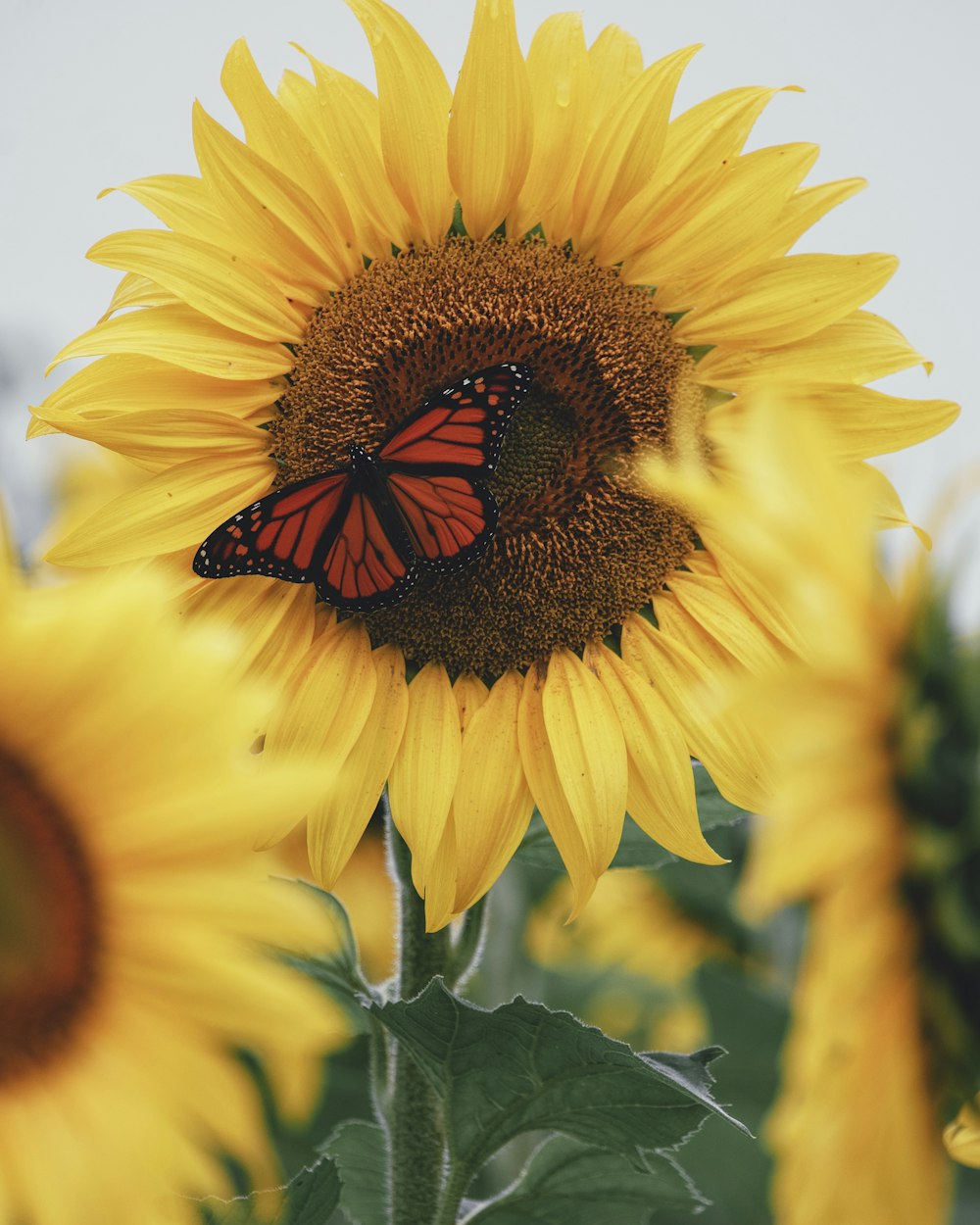a red butterfly sitting on a yellow sunflower