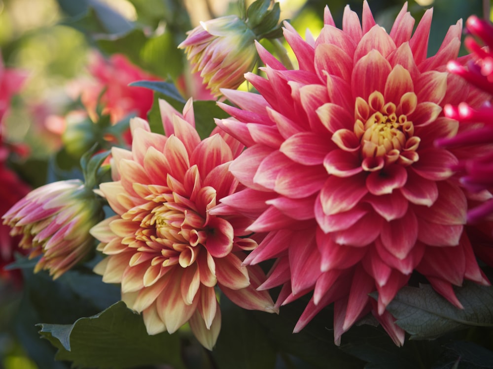 a close up of a bunch of flowers