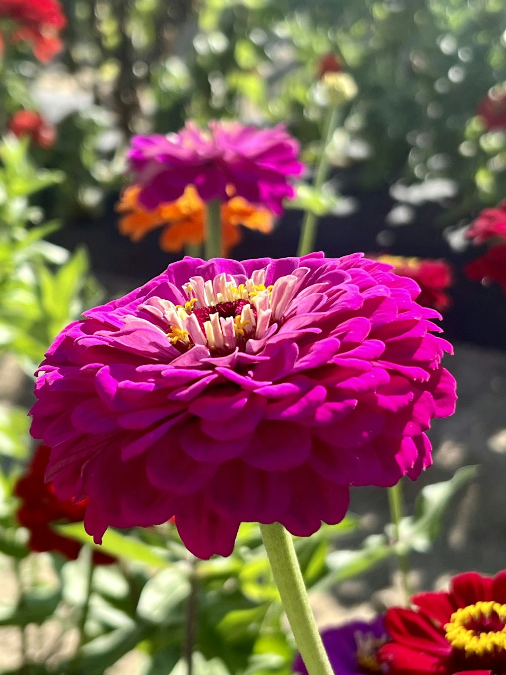 a close up of a purple flower in a garden