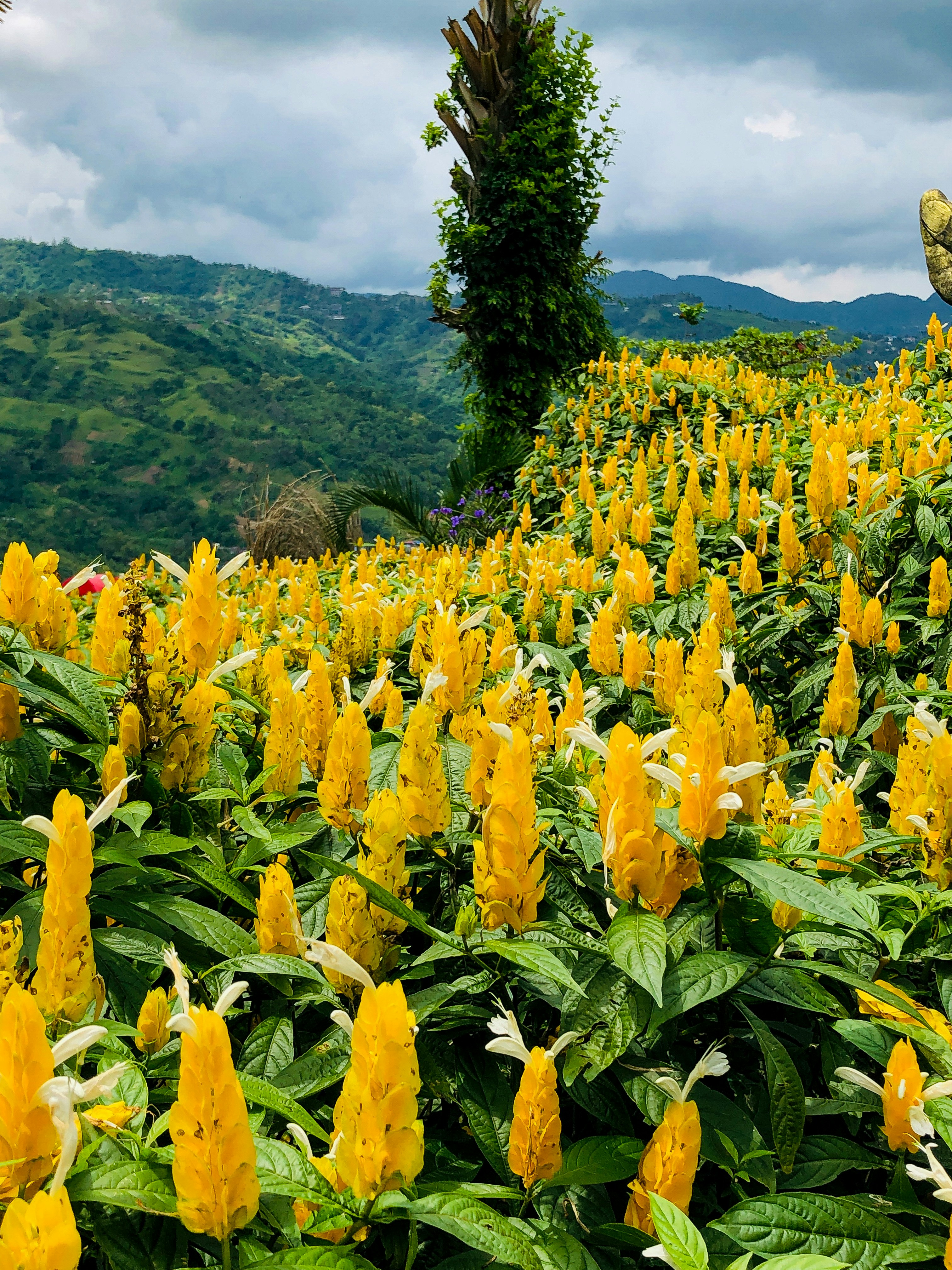 a field of yellow flowers with mountains in the background
