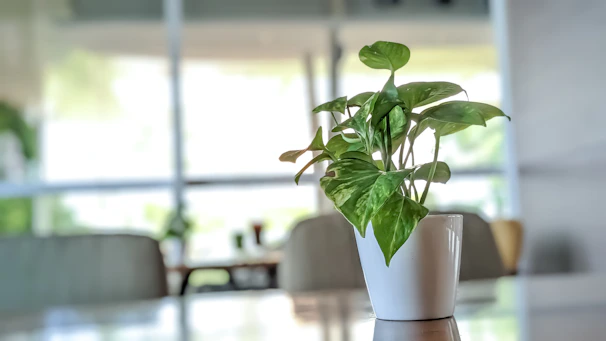 A sleek ceramic pot holding a lush indoor fern bathed in soft ambient light with a blurred glass overlay background.