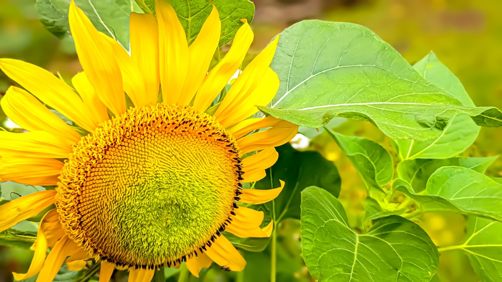 a large yellow sunflower with green leaves