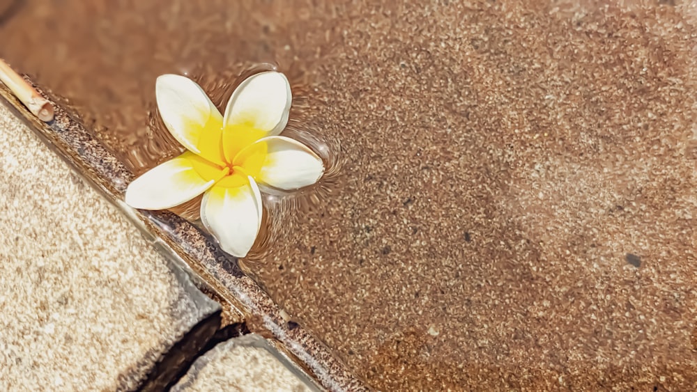 a white and yellow flower laying on a brown surface