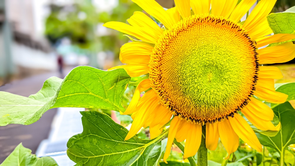 a large sunflower with a green center surrounded by leaves