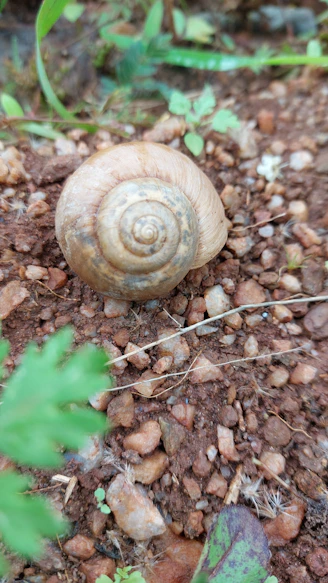 a close up of a snail on the ground