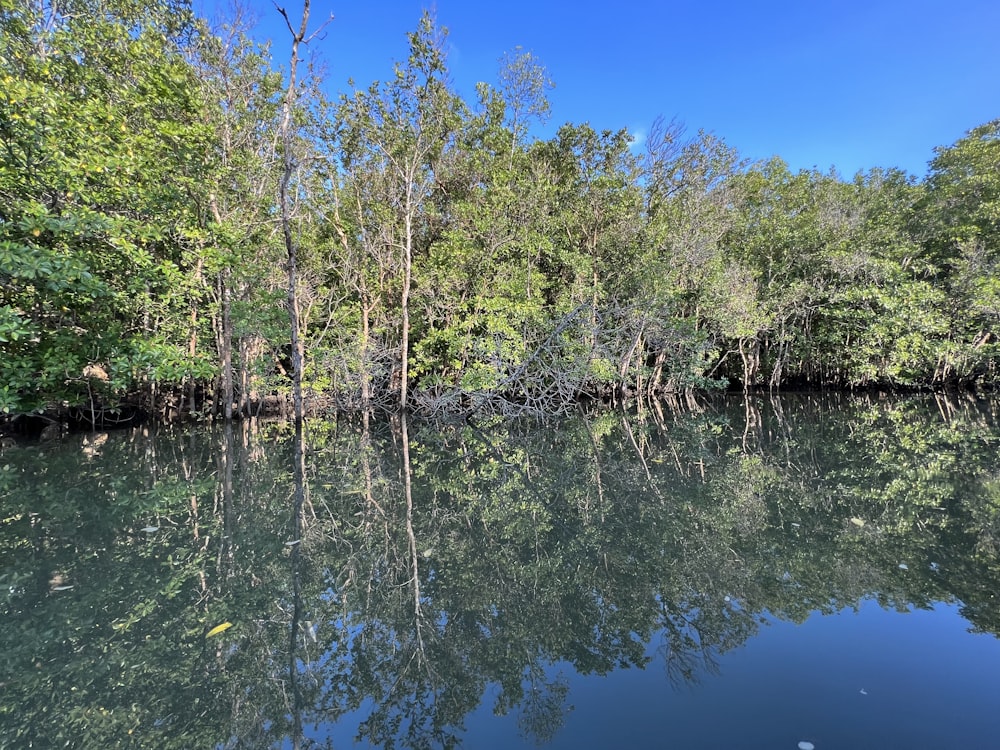 a body of water surrounded by lots of trees