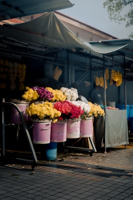 Campo de flores coloridas representando a diversidade floral mundial