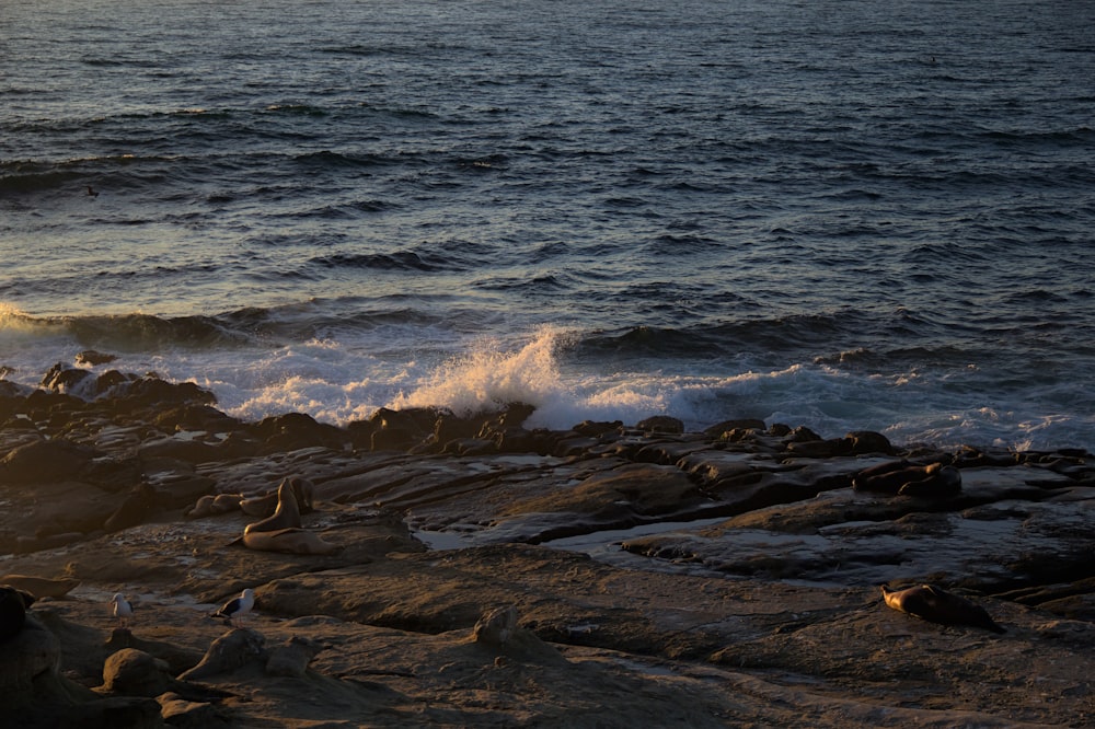 a person standing on a rocky beach next to the ocean