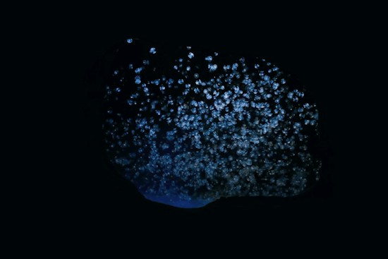 A dark, almost black background with a cluster of small, glowing, blue-white light orbs scattered and concentrated in one area. The lights resemble bioluminescent organisms or stars in a night sky.