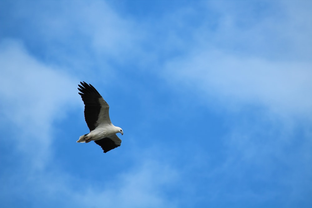 a large bird flying through a blue sky