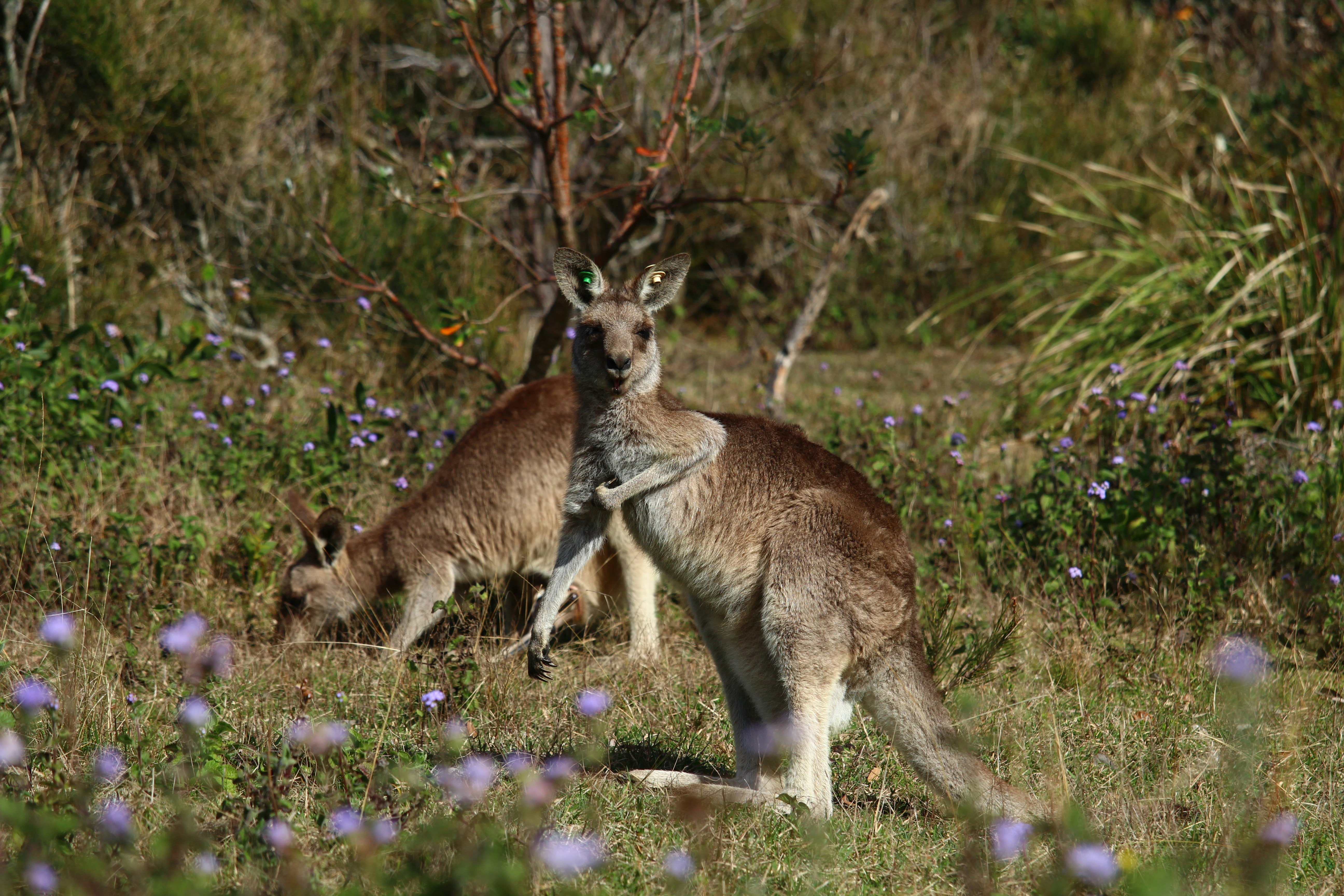 Australian Wildlife Encounters