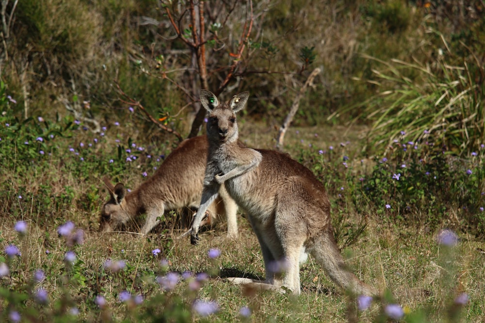 a couple of kangaroos that are standing in the grass