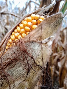 A close-up of an ear of corn partially wrapped in its husk. The kernels are a vibrant yellow, and dried brown strands of corn silk are visible around the husk. The background shows blurred, dried corn stalks.