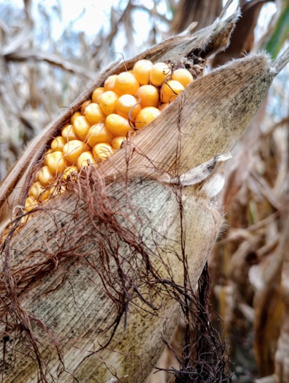 A close-up of an ear of corn partially wrapped in its husk. The kernels are a vibrant yellow, and dried brown strands of corn silk are visible around the husk. The background shows blurred, dried corn stalks.