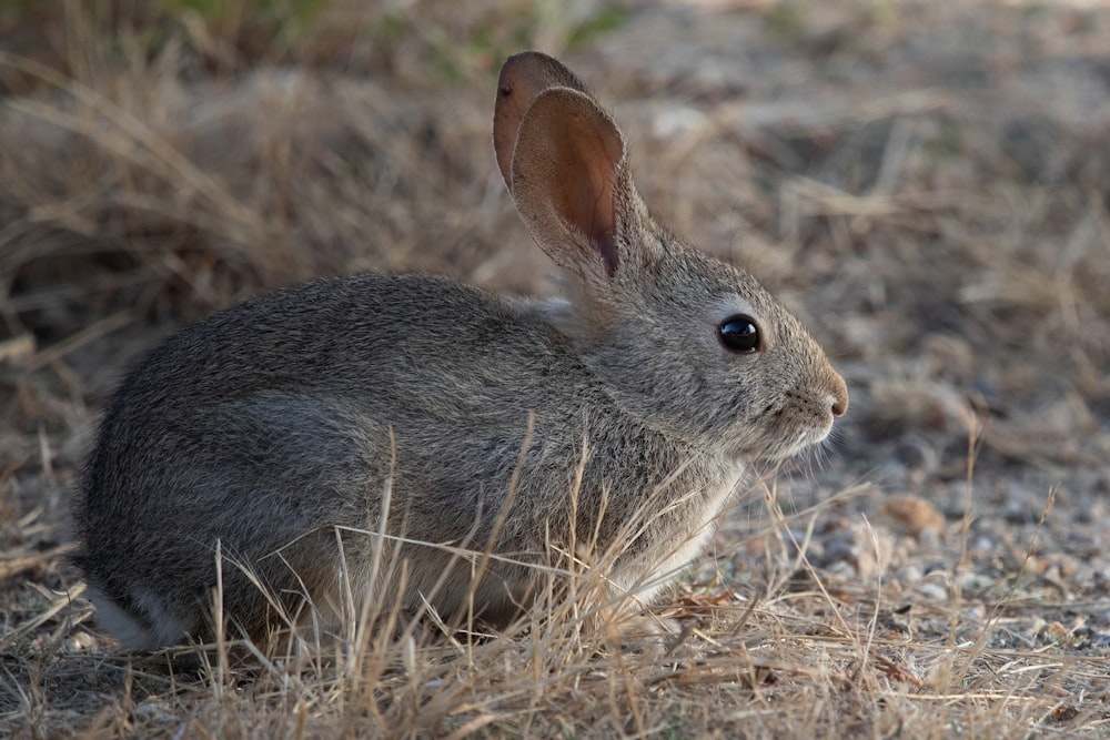 a small rabbit sitting in the middle of a field