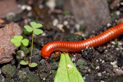 a close up of a red caterpillar on the ground