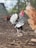 A black and white rooster with a bright red comb stands on a dirt ground. The rooster's plumage features intricate patterns of white and black feathers, especially noticeable on its tail and wings. The background is slightly blurred, with hints of additional chickens and greenery, suggesting an outdoor farm setting.