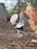 A black and white rooster with a bright red comb stands on a dirt ground. The rooster's plumage features intricate patterns of white and black feathers, especially noticeable on its tail and wings. The background is slightly blurred, with hints of additional chickens and greenery, suggesting an outdoor farm setting.