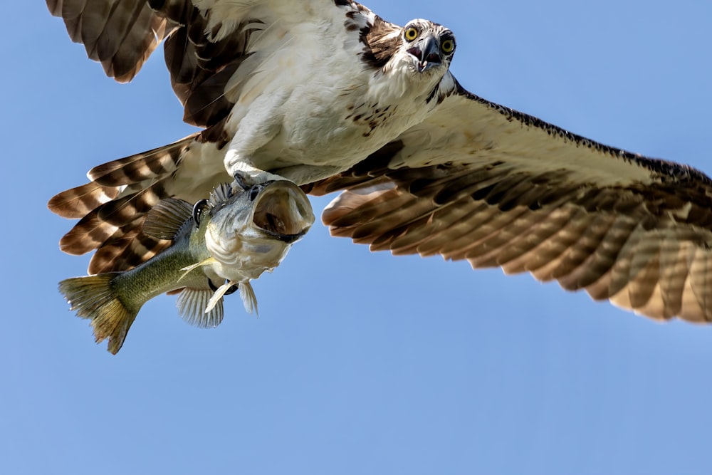 un grand oiseau volant dans un ciel bleu avec un poisson dans sa bouche