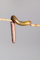 A colorful millipede is coiled around the end of a stick against a plain background. Its stripes are an alternating pattern of yellow and black, while another millipede, brownish in color, is visible hanging below it.