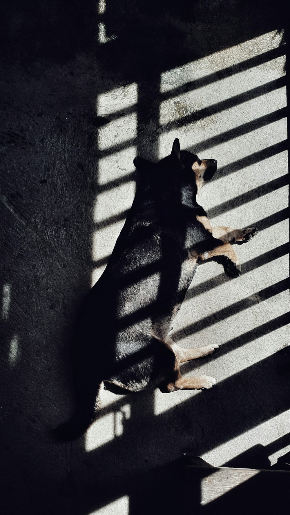 a black and brown dog sitting on top of a floor next to a window