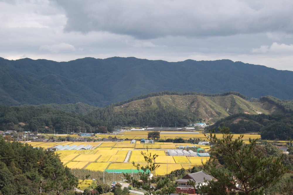 a large field of yellow flowers with mountains in the background