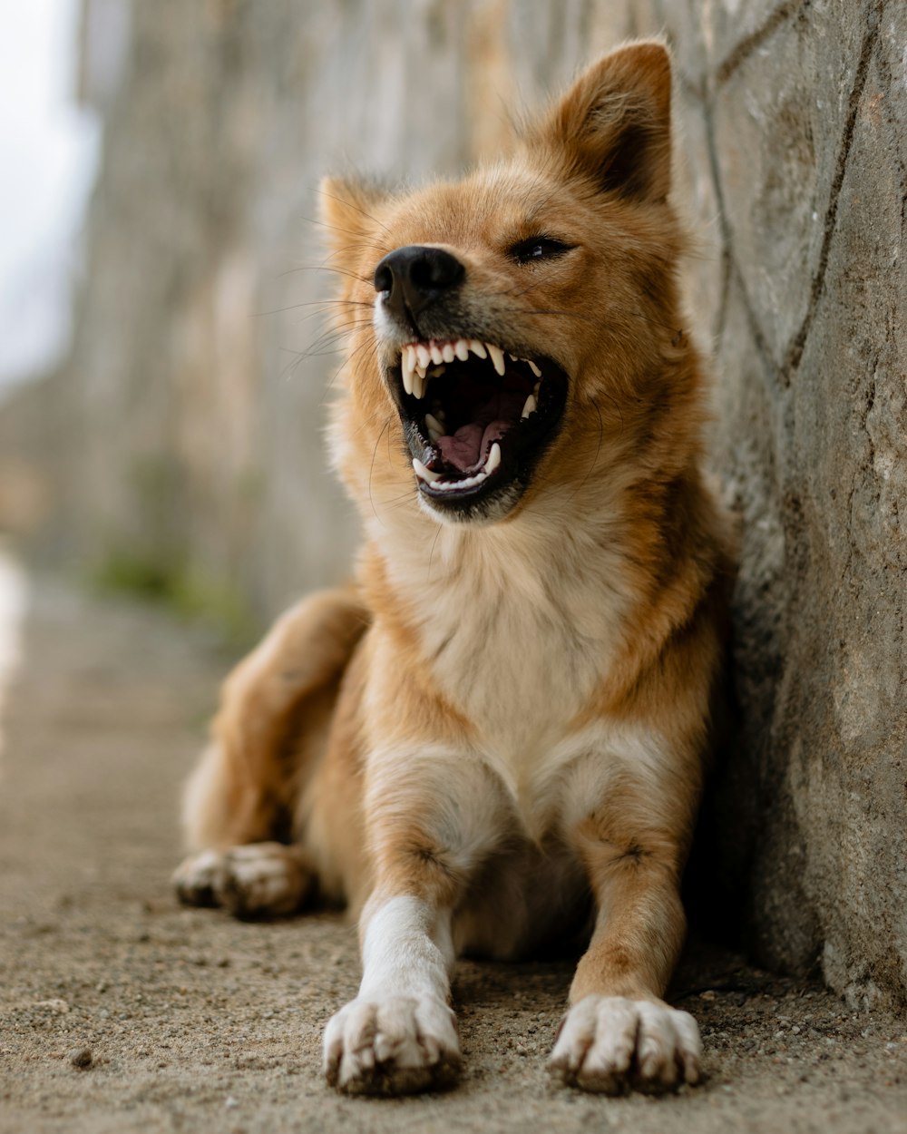 a brown and white dog with it's mouth open