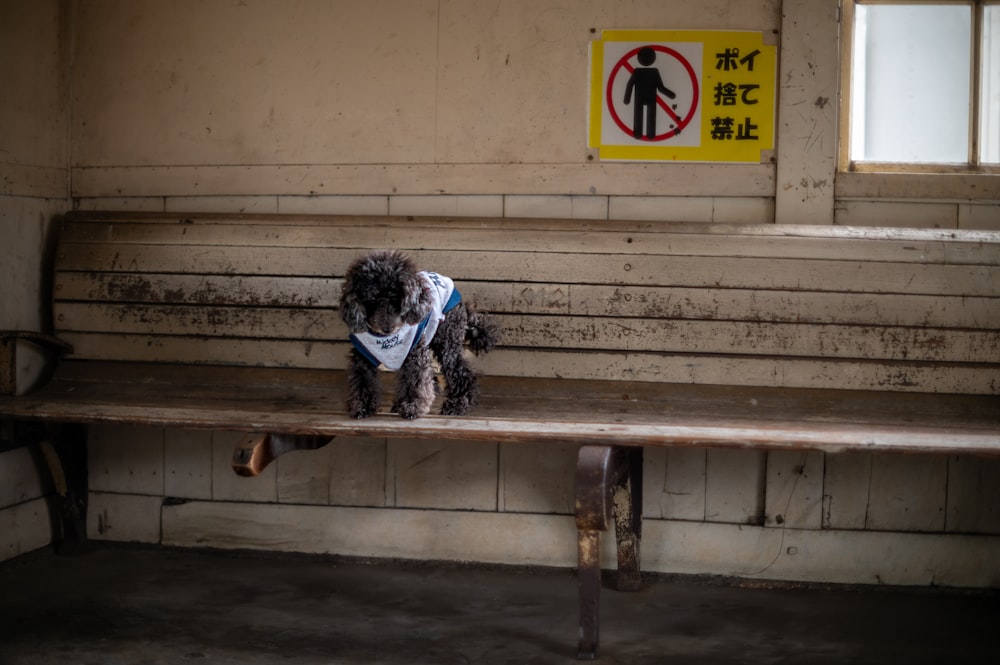 a dog sitting on a bench in a building