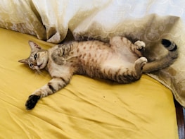 A cat lounging comfortably on a soft bed, surrounded by colorful toys.