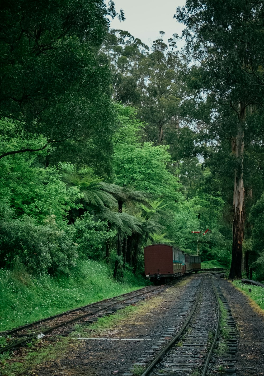 a train traveling through a lush green forest