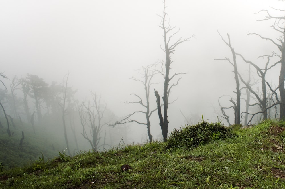 a foggy forest with dead trees on a hill