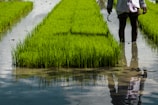 A lush rice paddy with vibrant green seedlings growing in neat rows within flooded water. A person stands partially submerged in the water, holding a sickle in their right hand. The reflection of the person is visible in the water.