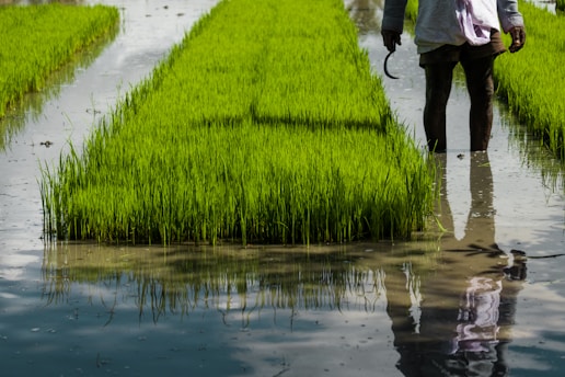 A lush rice paddy with vibrant green seedlings growing in neat rows within flooded water. A person stands partially submerged in the water, holding a sickle in their right hand. The reflection of the person is visible in the water.