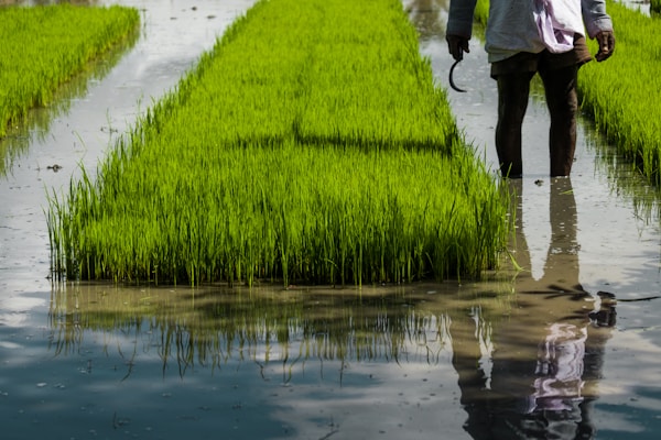 A lush rice paddy with vibrant green seedlings growing in neat rows within flooded water. A person stands partially submerged in the water, holding a sickle in their right hand. The reflection of the person is visible in the water.