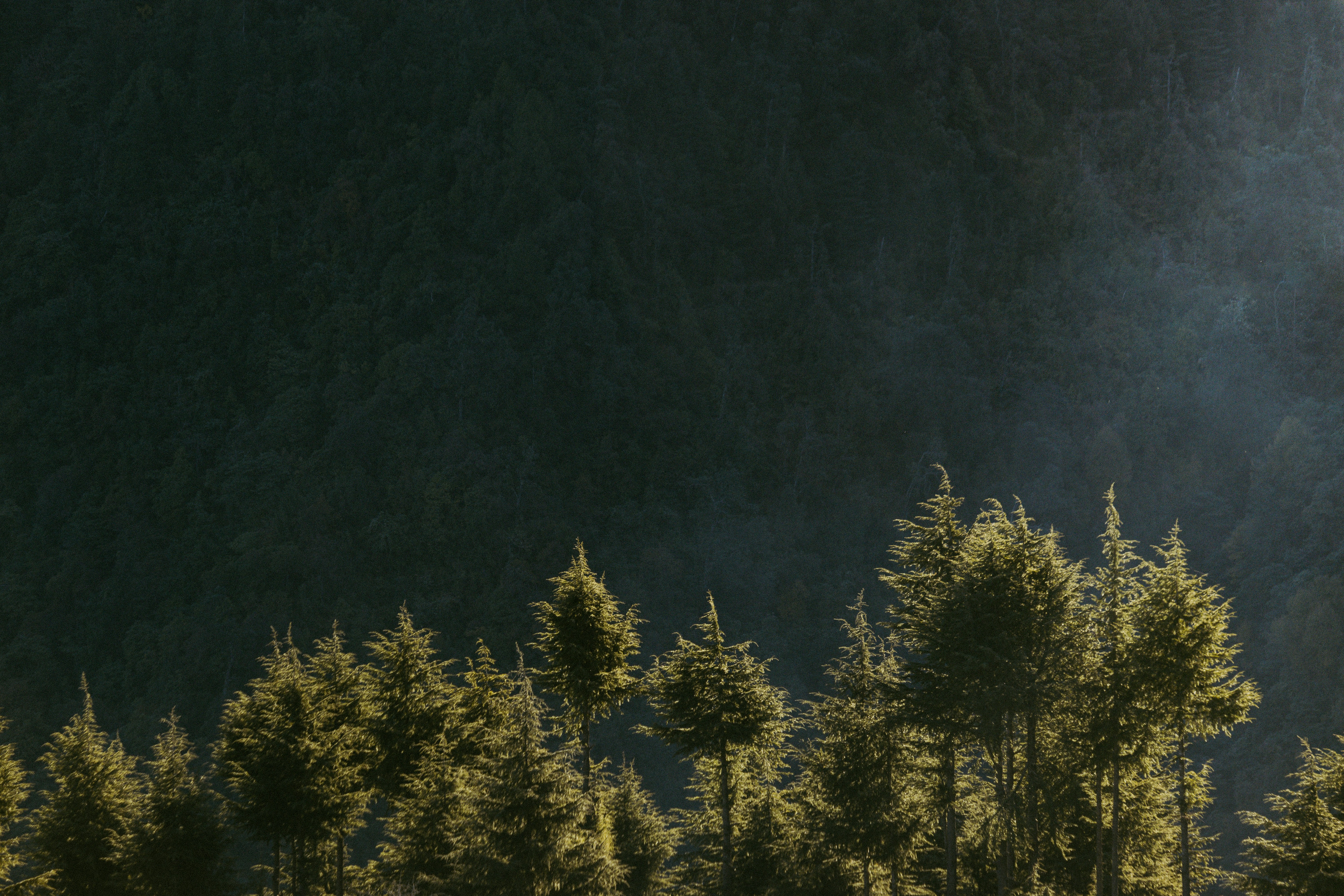 a herd of sheep grazing on top of a lush green hillside