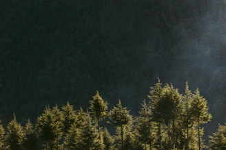 A serene European forest bathed in soft morning light, showcasing dense trees and a misty atmosphere.