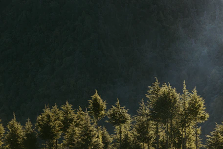 A serene European forest bathed in soft morning light, showcasing dense trees and a misty atmosphere.