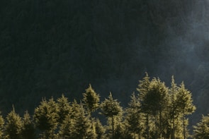 A dense forest clearing bathed in warm, diffused sunlight, highlighting subtle color transitions.