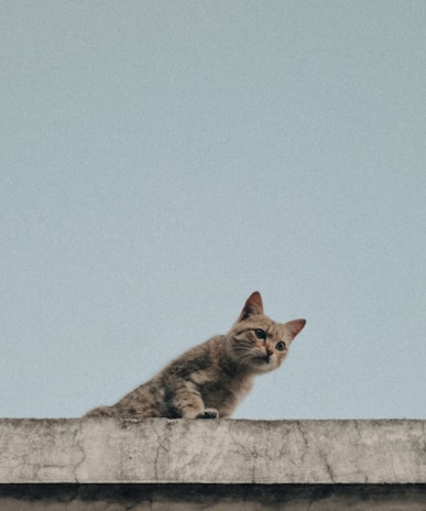 A curious cat perched on a wooden fence with mountains in the background.