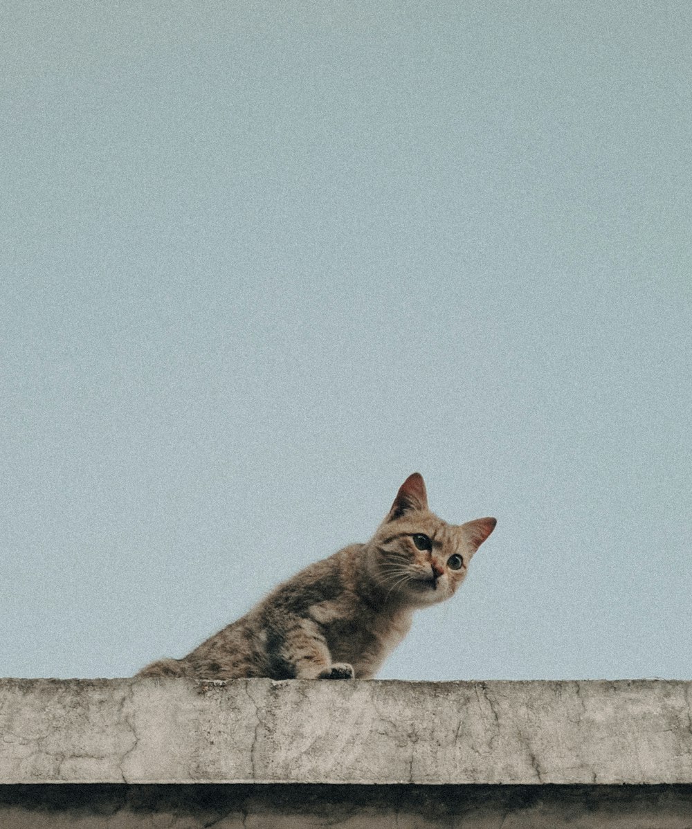 a cat sitting on top of a cement wall