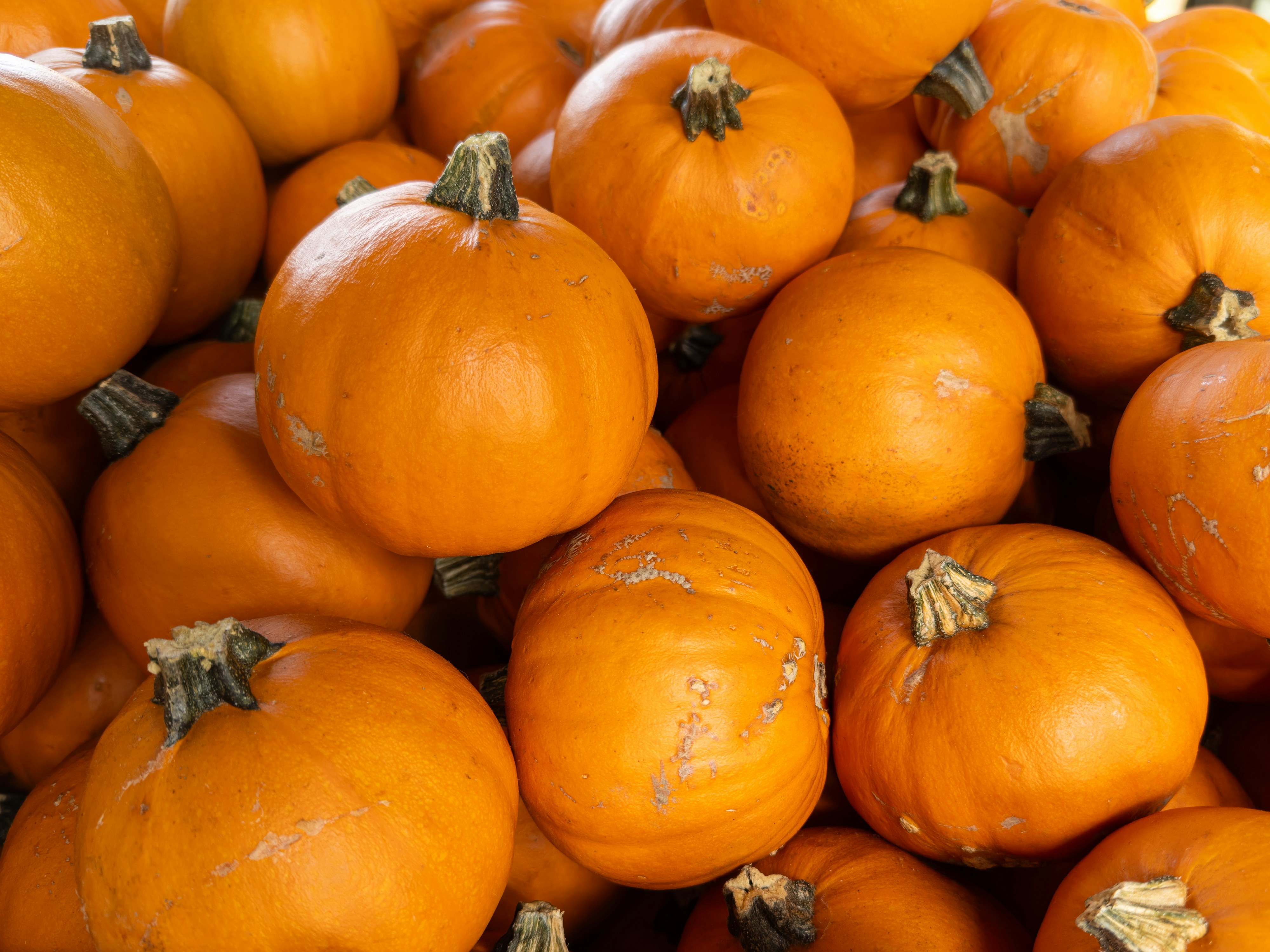 Photo by alanzuckerphoto