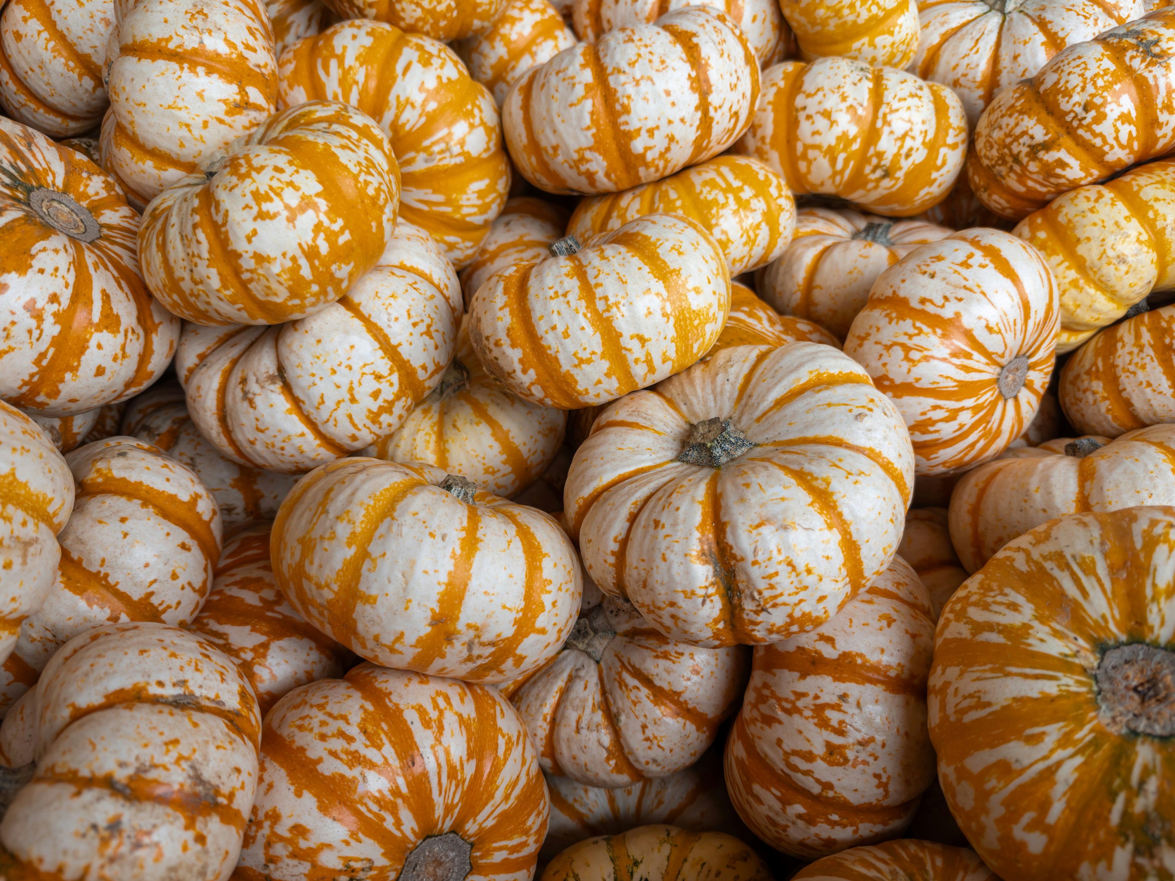 a large pile of orange and white pumpkins