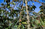 A coffee plant with branches bearing green and red coffee cherries situated in a lush, outdoor setting. The plant is surrounded by a vivid blue sky and dense green foliage, creating a vibrant natural scene.