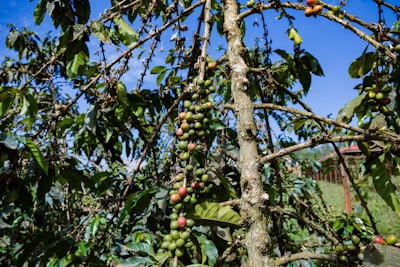 A coffee plant with branches bearing green and red coffee cherries situated in a lush, outdoor setting. The plant is surrounded by a vivid blue sky and dense green foliage, creating a vibrant natural scene.