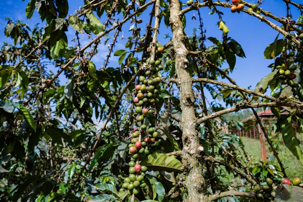 A coffee plant with branches bearing green and red coffee cherries situated in a lush, outdoor setting. The plant is surrounded by a vivid blue sky and dense green foliage, creating a vibrant natural scene.