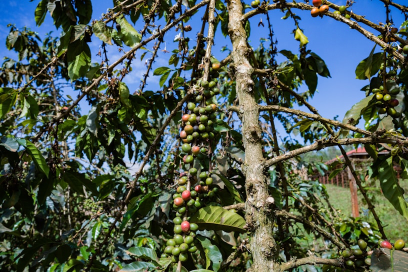 A coffee plant with branches bearing green and red coffee cherries situated in a lush, outdoor setting. The plant is surrounded by a vivid blue sky and dense green foliage, creating a vibrant natural scene.