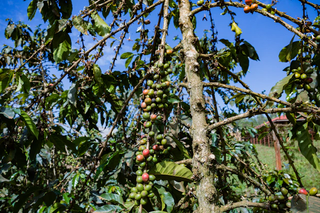 A lush coffee plantation with ripe coffee cherries hanging from vibrant green branches under a bright sky.