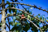 Branches of a tree bearing clusters of coffee cherries in various stages of ripeness, from green to red. The background features a clear blue sky and blurred green foliage, adding a vibrant natural setting.