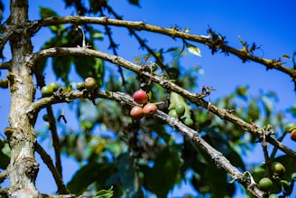Branches of a tree bearing clusters of coffee cherries in various stages of ripeness, from green to red. The background features a clear blue sky and blurred green foliage, adding a vibrant natural setting.